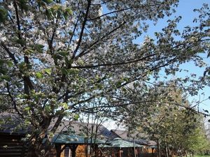 DSCN5270re.jpg
