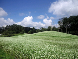 中山高原2.jpg
