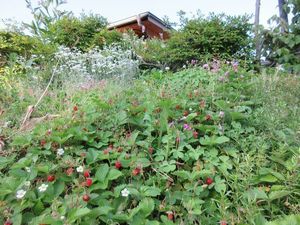 IMG_0107re.jpg