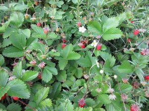IMG_0108re.jpg