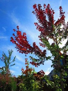 IMG_0348re.jpg