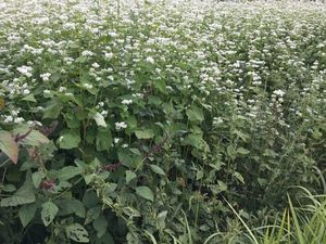 IMG_1113re.jpg