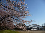 sakura.jpg